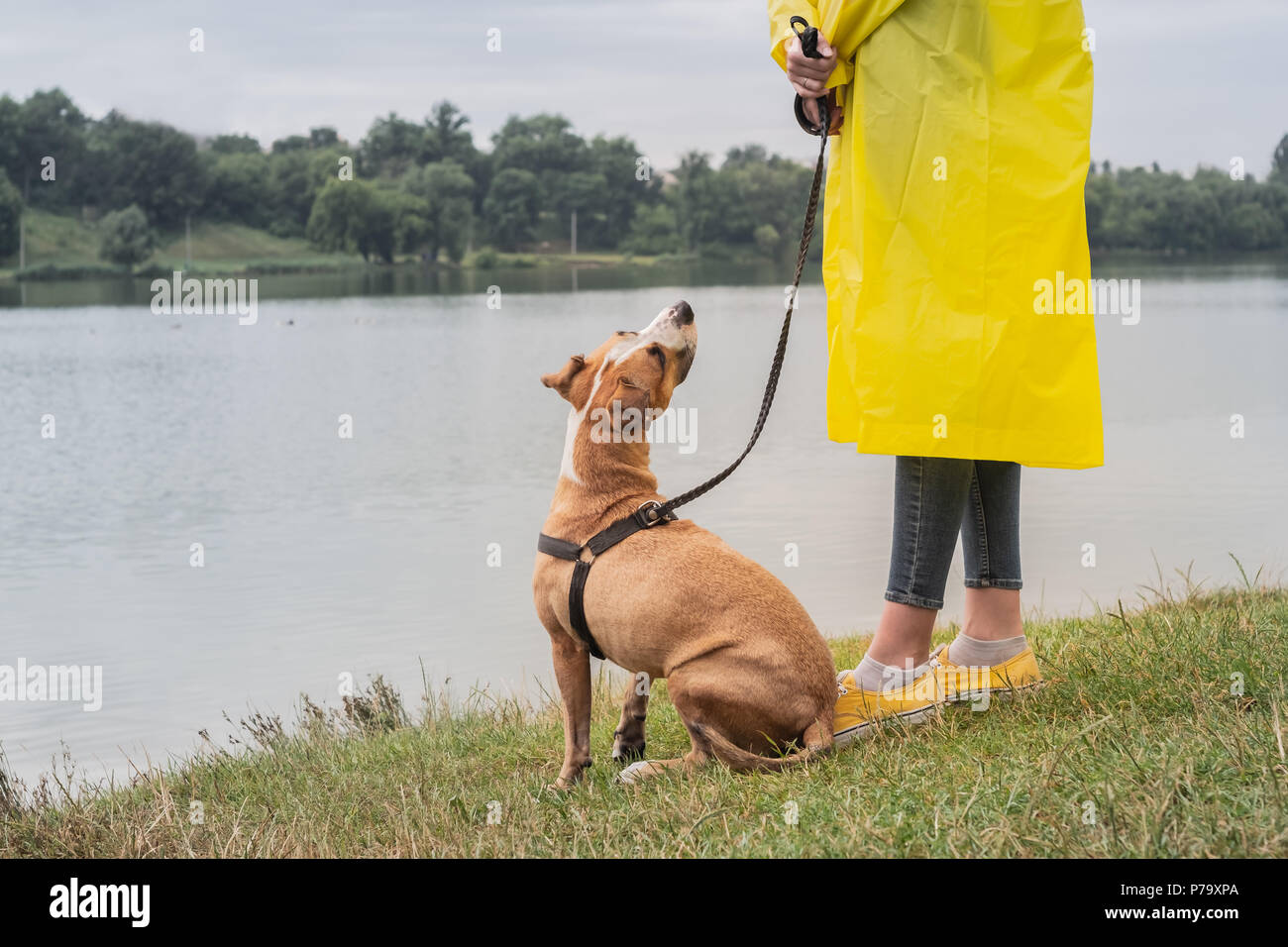 raincoat dog walking