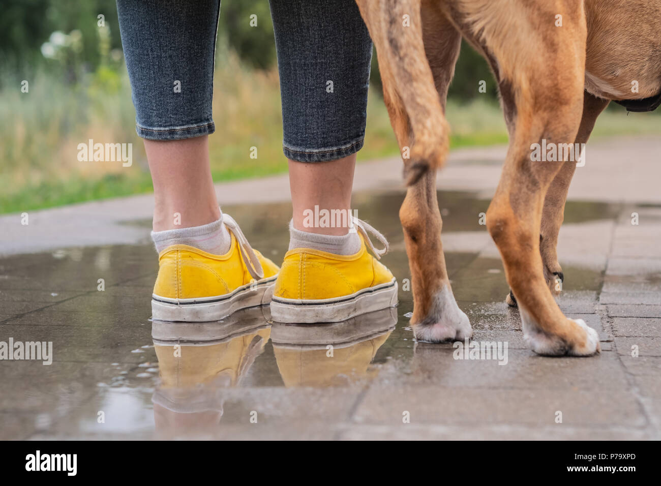 Walking the dog in the rain hires stock photography and images Alamy