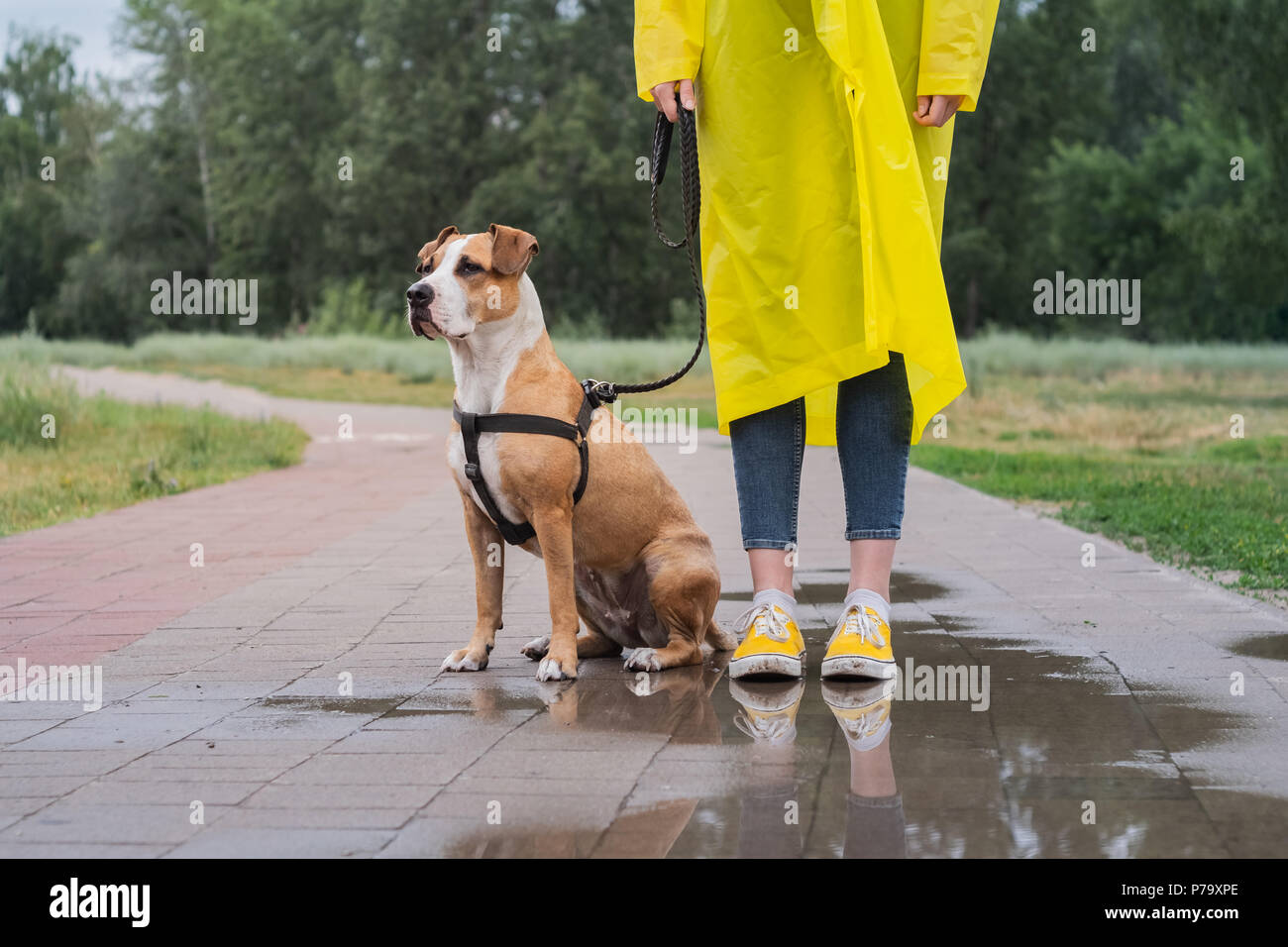 Walking the dog in yellow raincoat on rainy day. Stock Photo