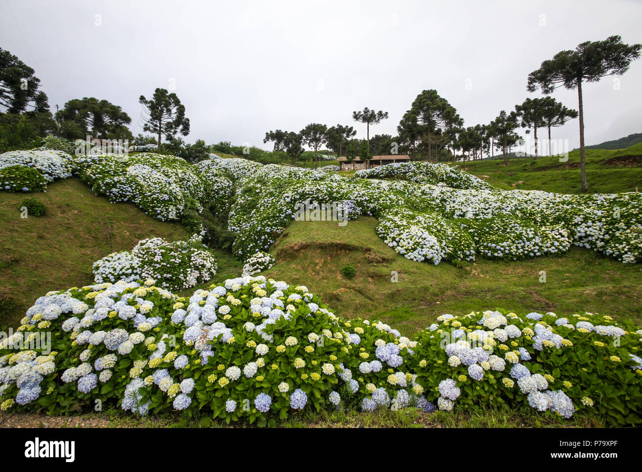 Santa Catarina, Brazil. View of a beautiful landscape grassy mountain with hydrangeas flowers and trees in winter. Stock Photo