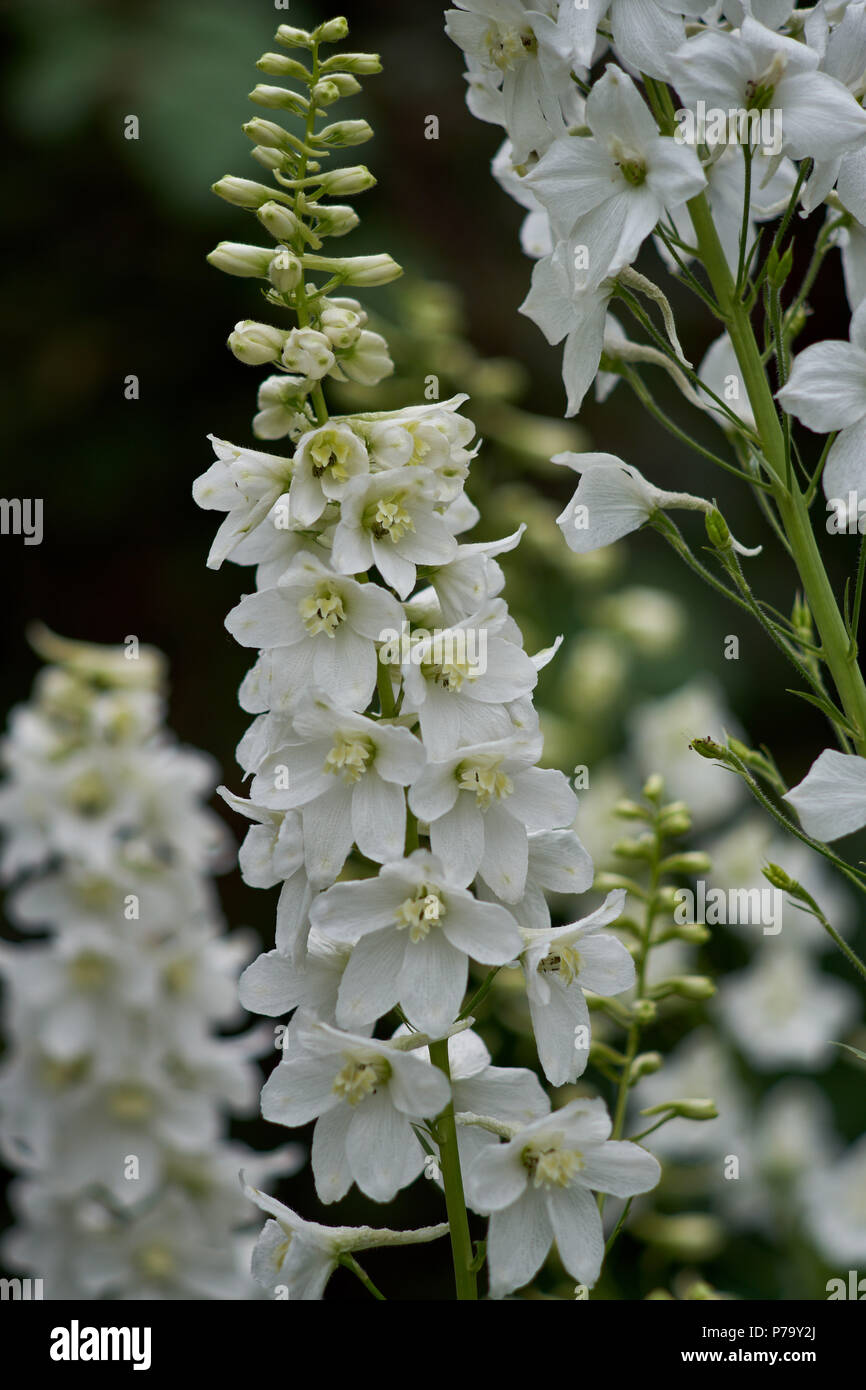 White Larkspur Hi res Stock Photography And Images Alamy