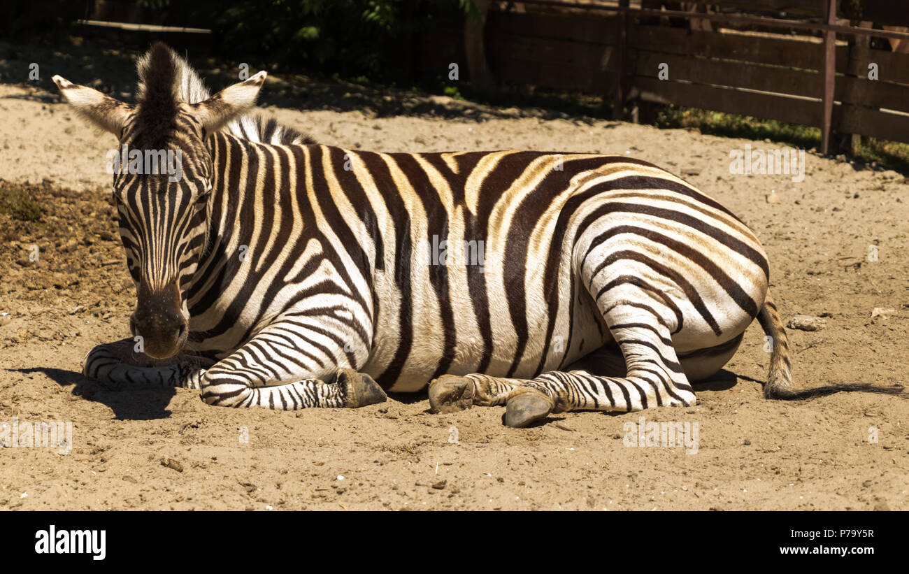 A lazy zebra sitting on sand Stock Photo