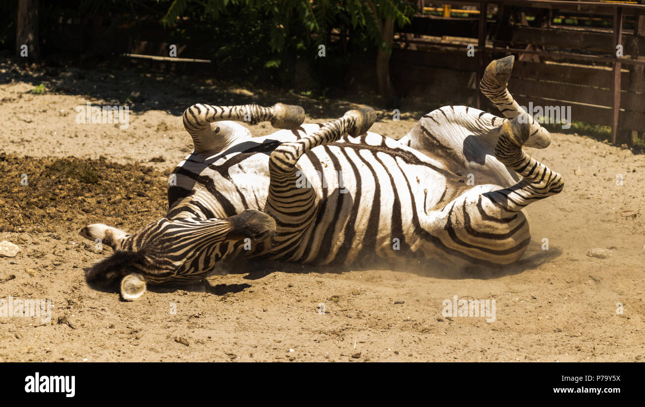 A young zebra playing on sand Stock Photo