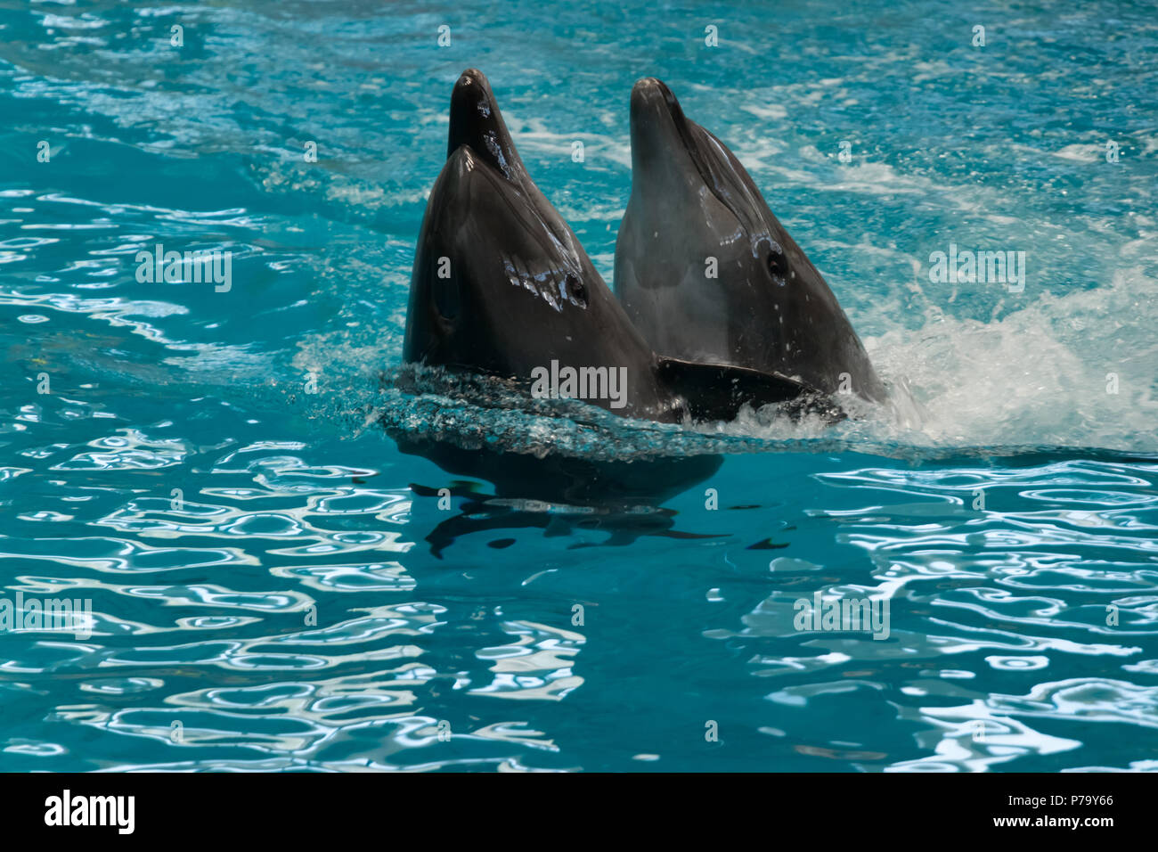 Two dolphins in close up Stock Photo