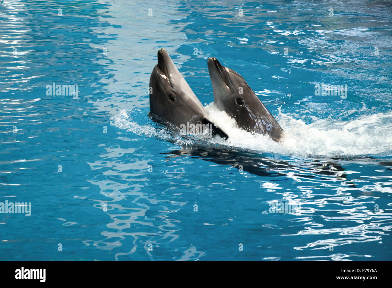Two dophins dancing in water Stock Photo