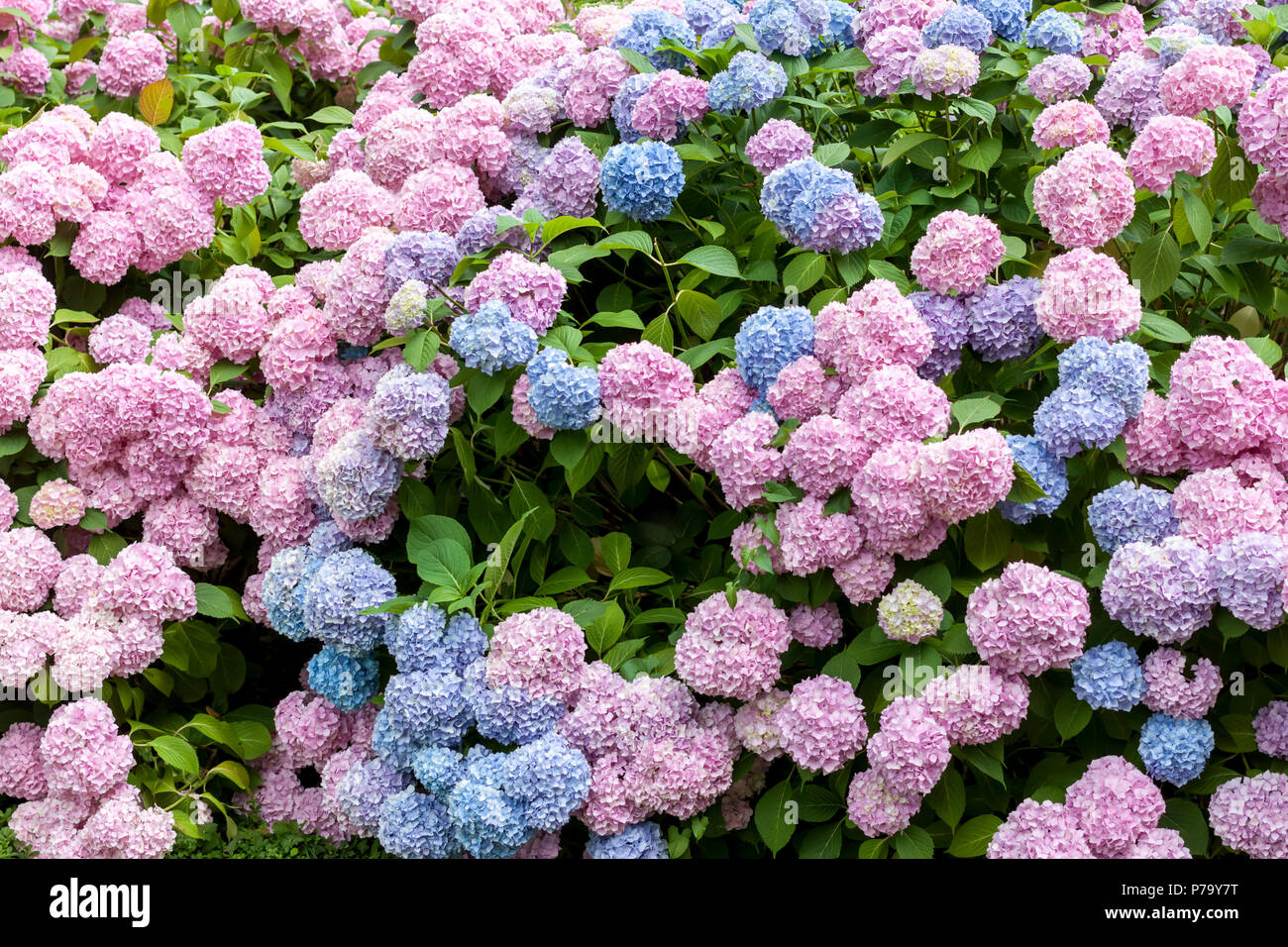 colorful blooming hydrangea background Stock Photo - Alamy