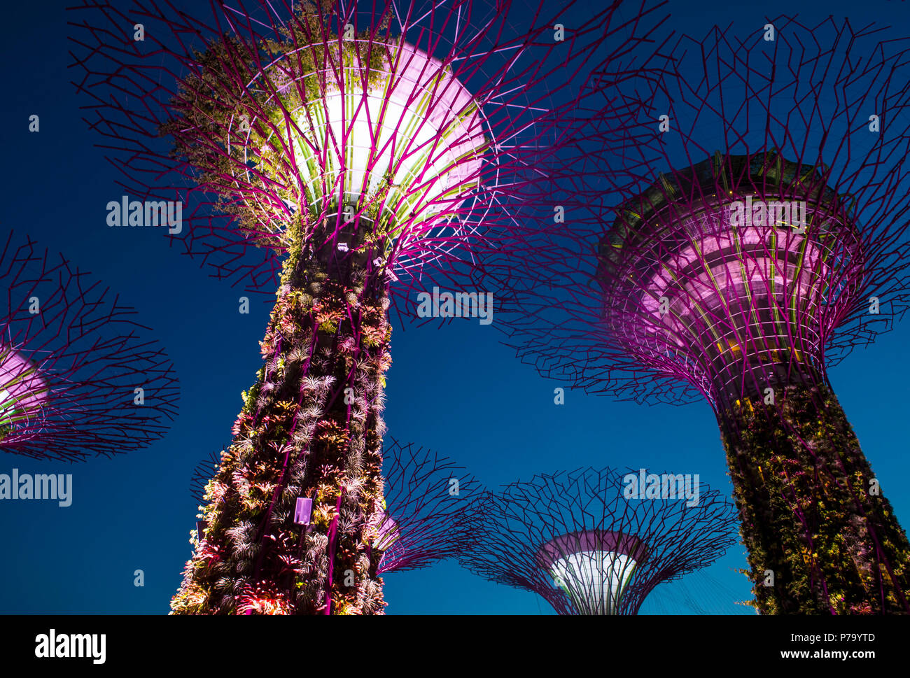 Supertrees in Gardens by the Bay in Singapore Stock Photo - Alamy