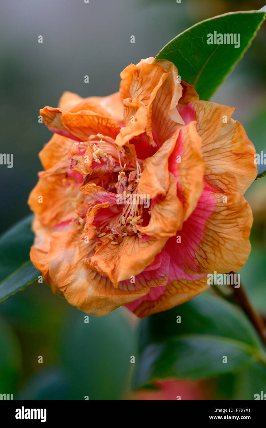 durch Regen beschaedigte Kamelienbluete, Regenschaden, Camellia japonica, Regen, verblueht Stock Photo