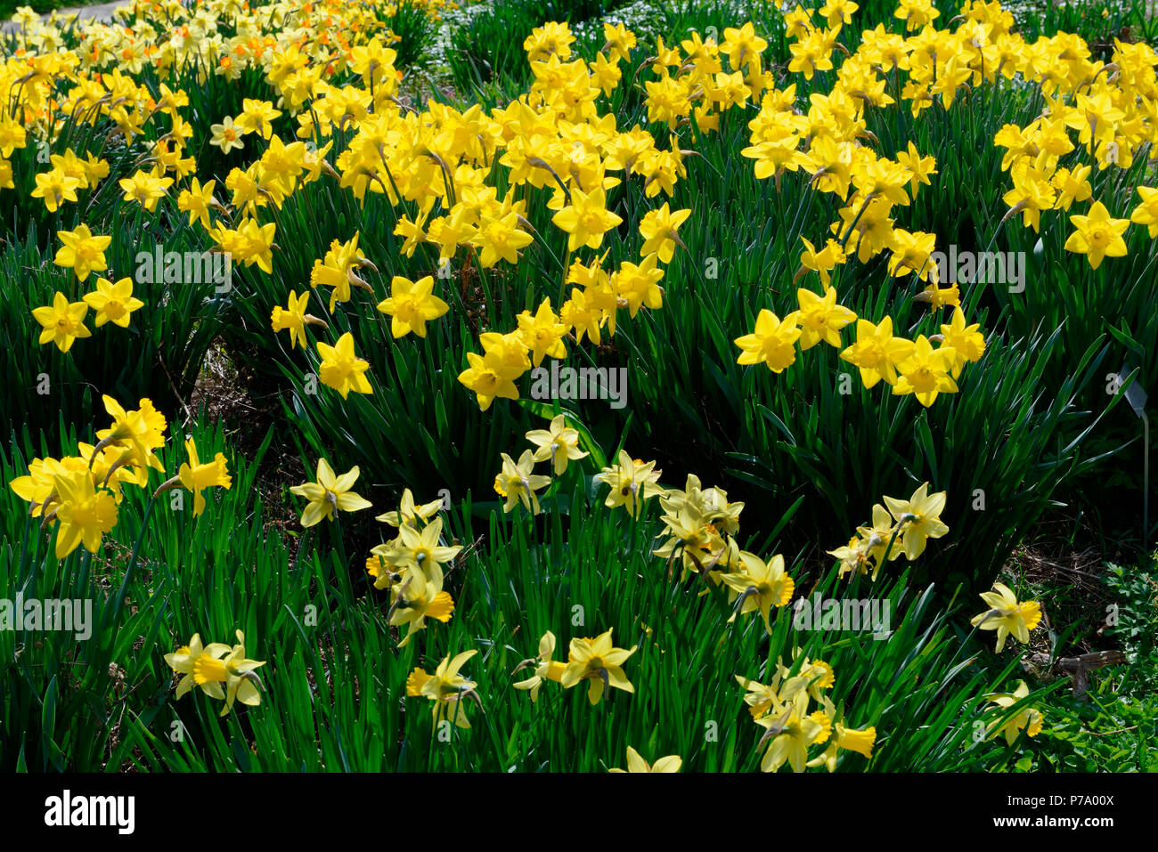 Gelbe Narzissen, Narcissus pseudonarcissus, Trompeten-Narzisse, Trompetennarzisse Stock Photo