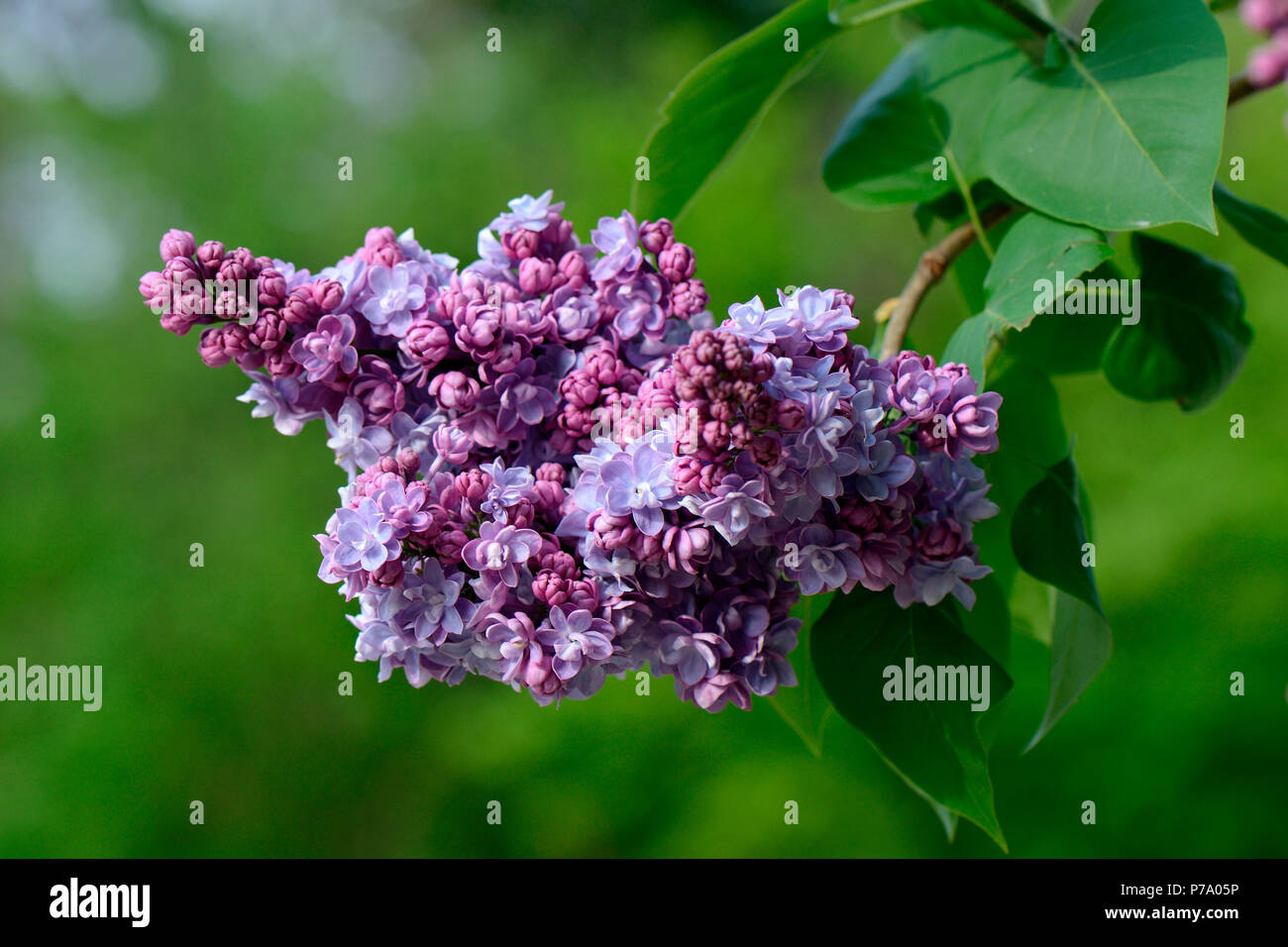 Syringa Stock Photos Syringa Stock Images Alamy