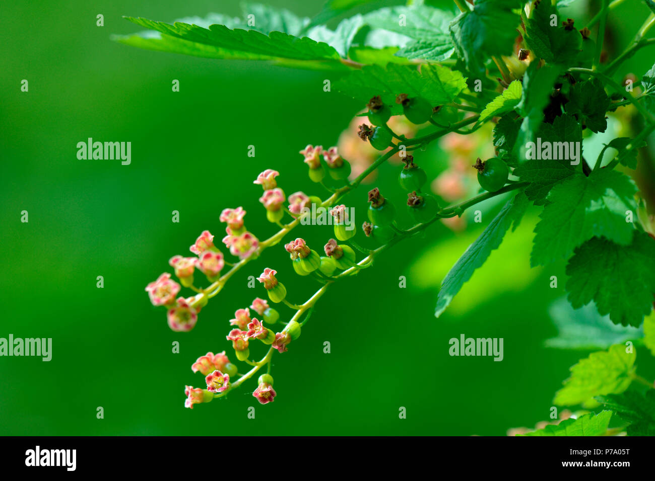 Fruchtend hi-res stock photography and images - Alamy