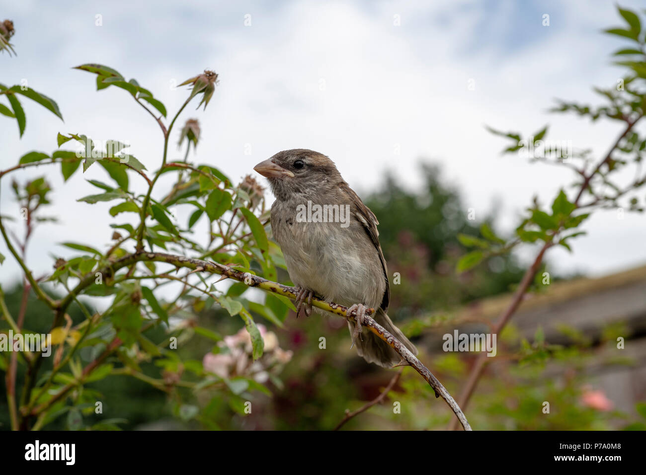 Passer Domesticus House Sparrow Juvenile Female Stock Photo Alamy