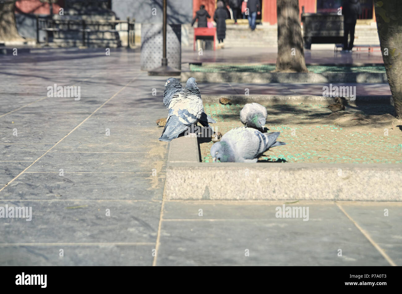 Group of pigeons in Yonghe Temple courtyard, Beijing Stock Photo