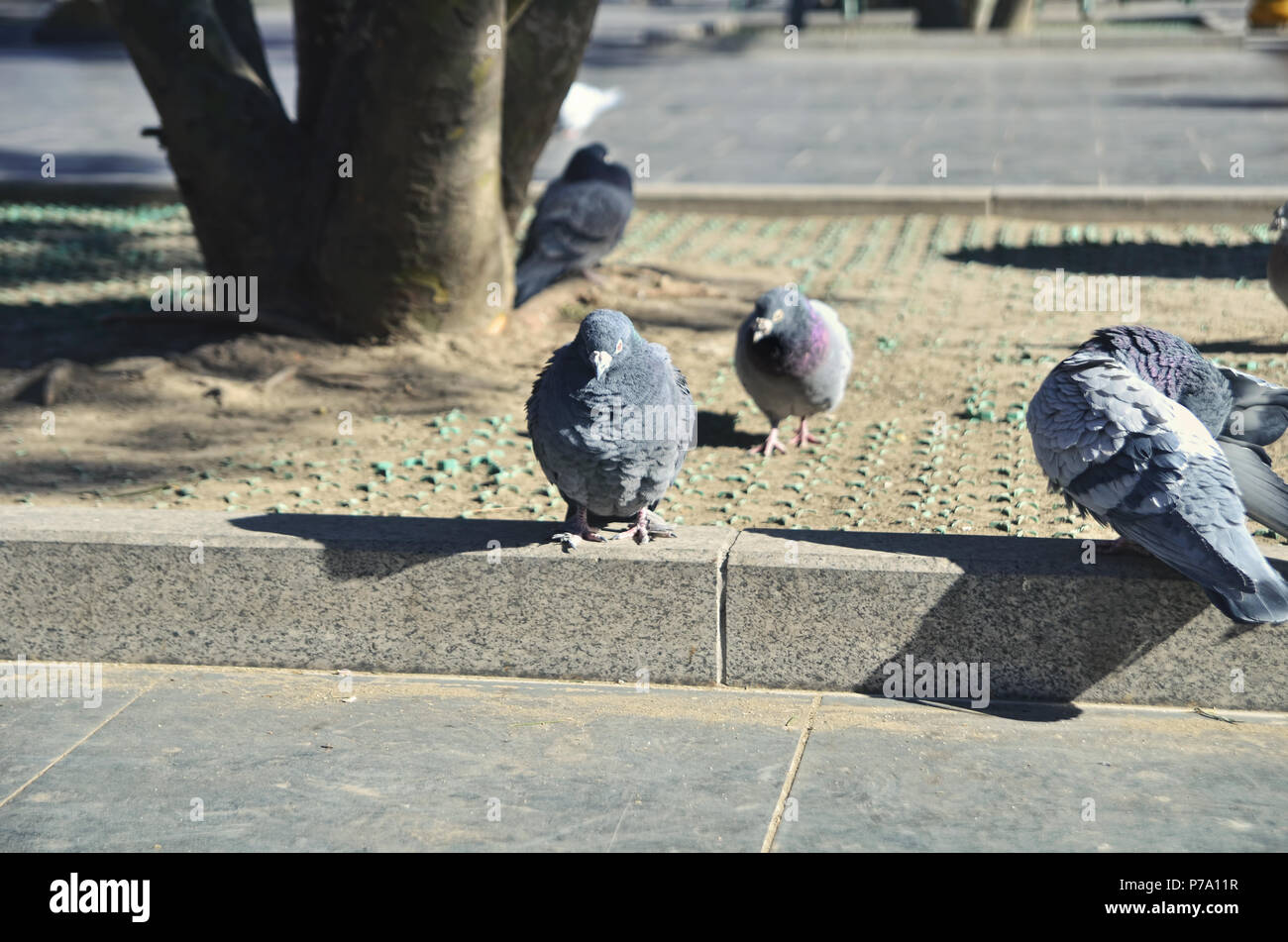 Group of pigeons in Yonghe Temple courtyard, Beijing Stock Photo