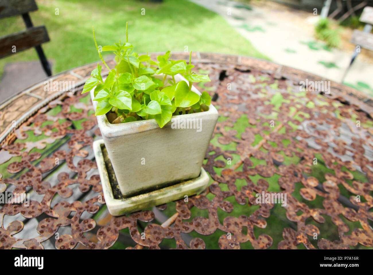 Plant pots on old table in garden Stock Photo Alamy