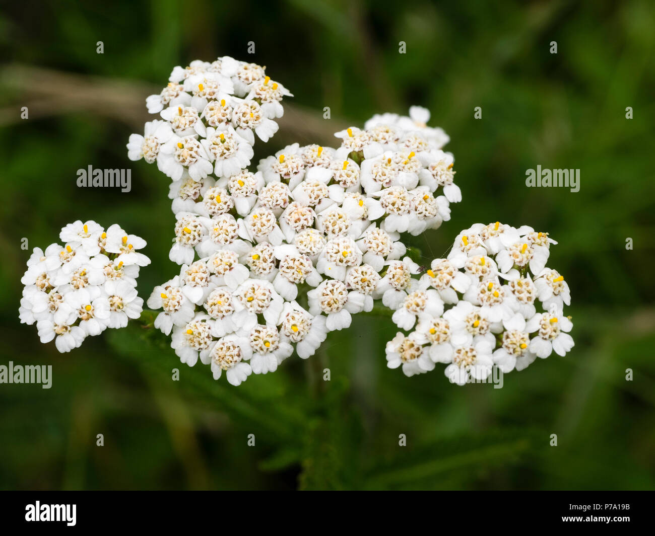 White summer flower heads of the yarrow, Achillea millefolium, a UK wildflower of meadows and roadsides Stock Photo