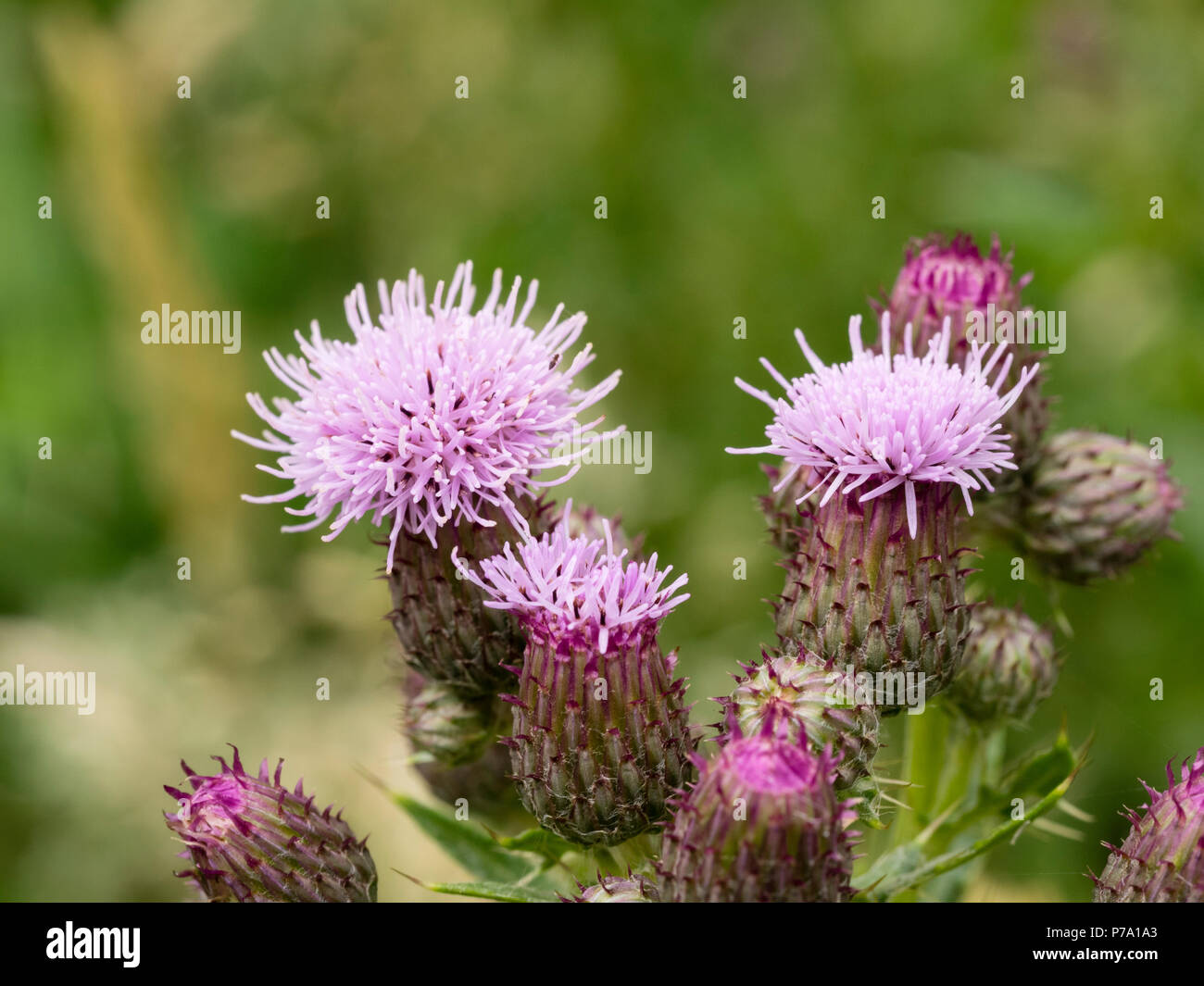 Pink summer flower heads of the creeping thistle, Cirsium arvense, an UK wildflower Stock Photo