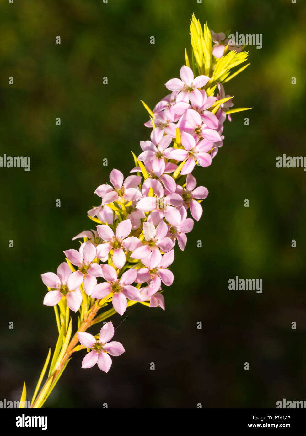 Flowering branch of the South African Fynbos shrub, Coleonema pulchellum, in early summer Stock Photo