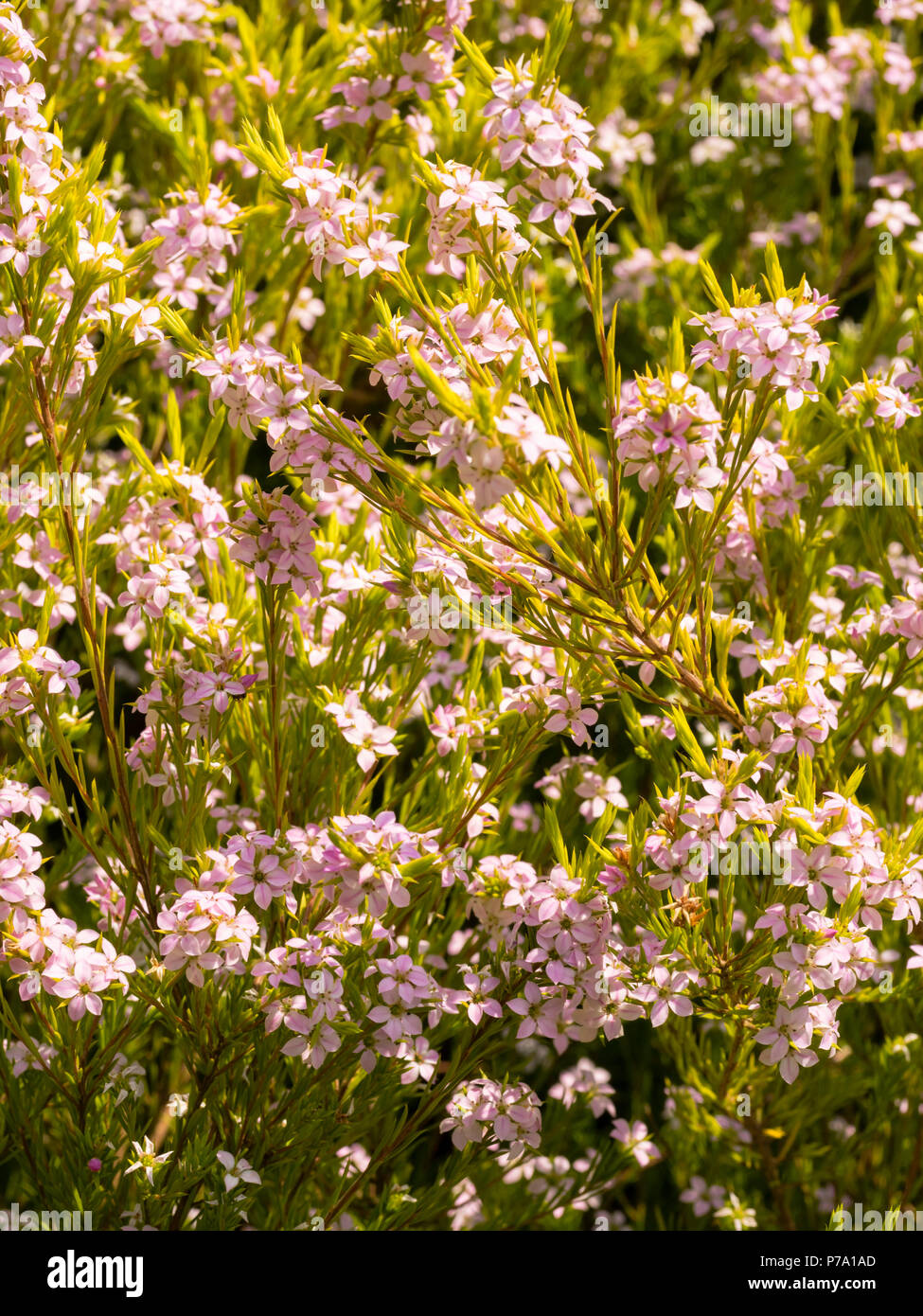 Flowering branches of the South African Fynbos shrub, Coleonema pulchellum, in early summer Stock Photo