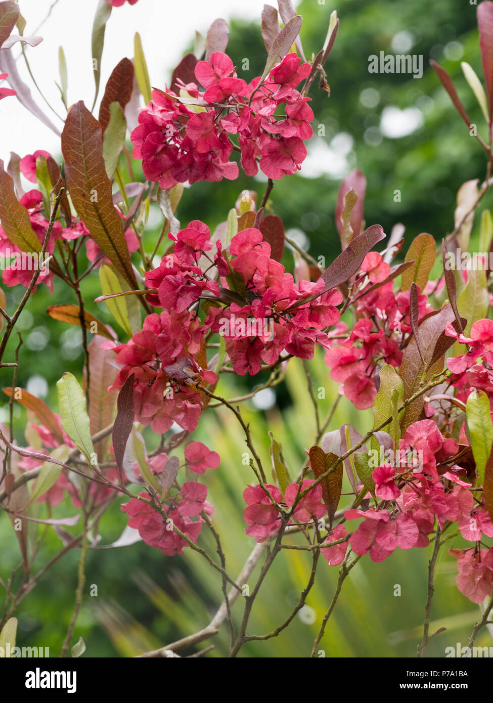 Showy red seed heads of the evergreen hop bush, Dodonaea viscosa Stock Photo