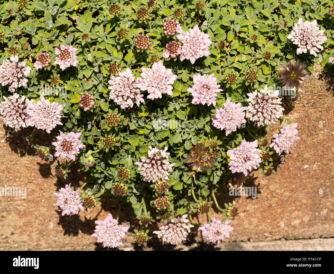 Grey-green foliage and pink summer flowers of the mat forming Mount Parnassus scabious, Pterocephalus perennis Stock Photo