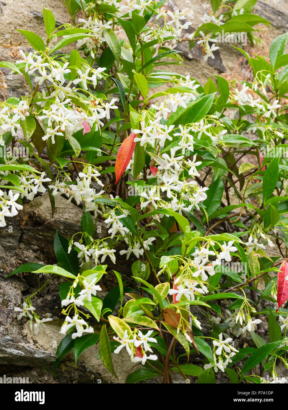 Scented white summer flowers of the evergreen climber, Trachelospermum jasminoides, the star jasmine Stock Photo