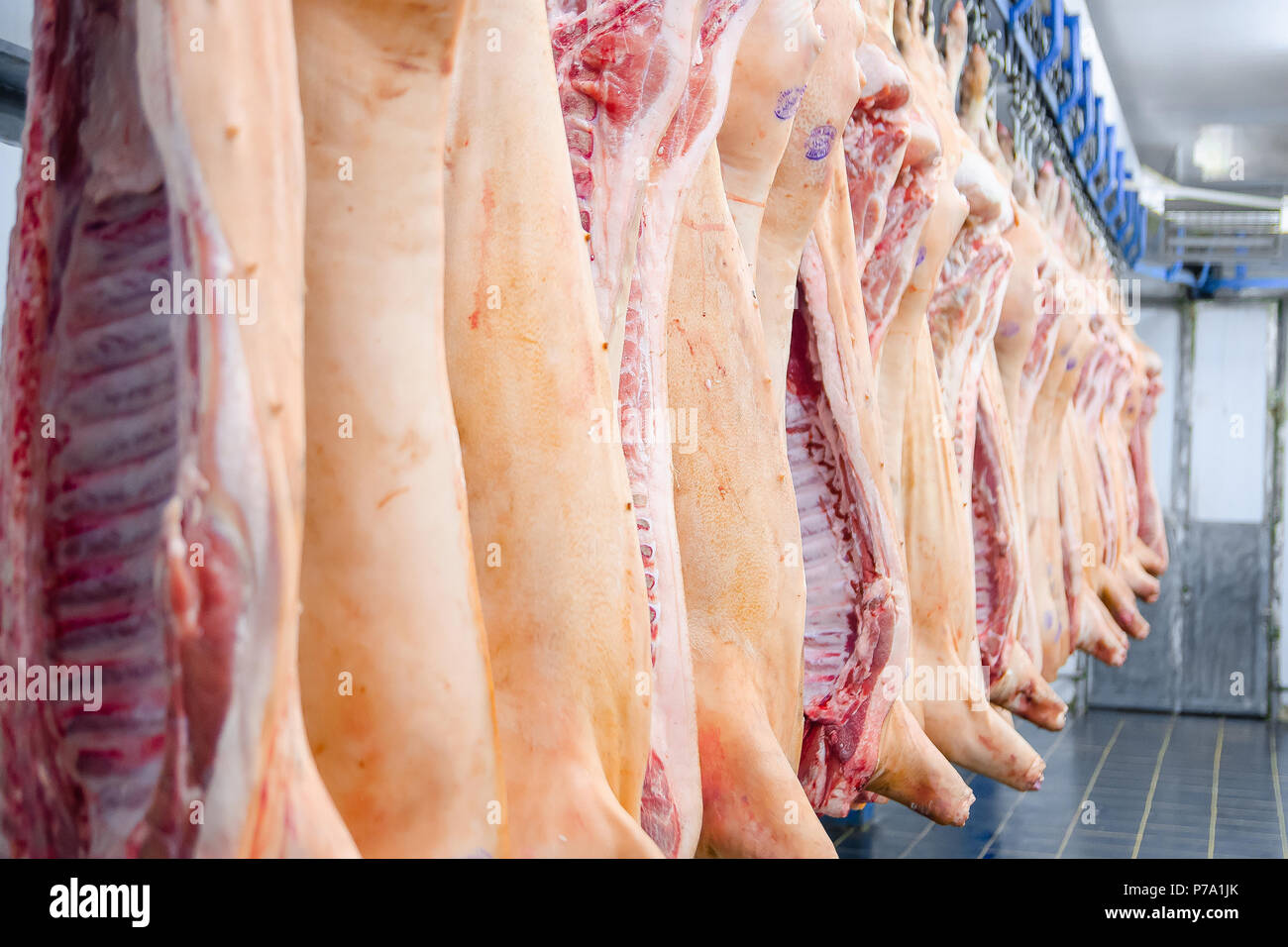 Beef half carcasses hanging on hooks in the slaughterhouse. Meat processing  plant, cutting meat. Stock Photo
