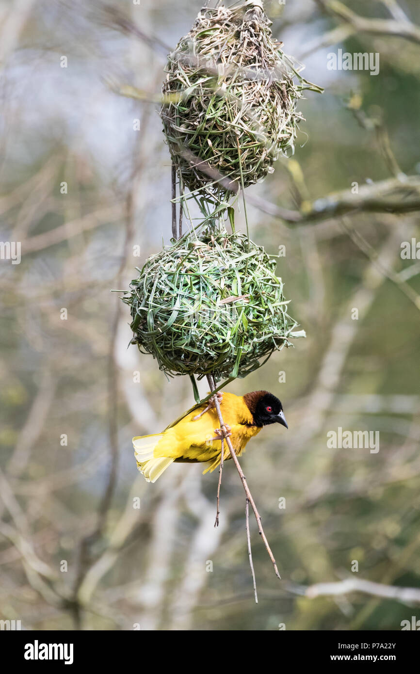 Male black-headed weaver bird building a nest. Stock Photo