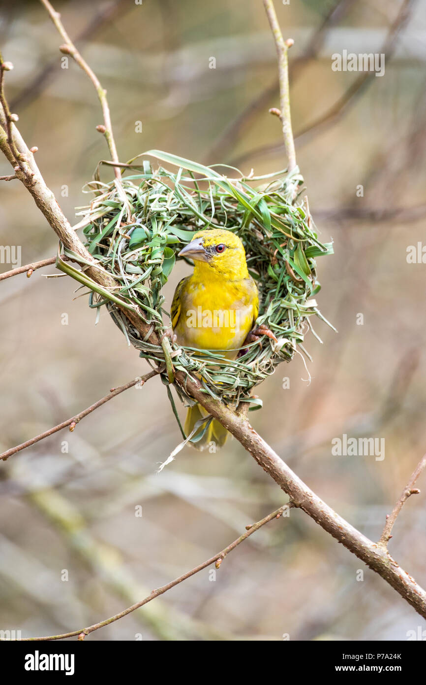 Femaleale black-headed weaver bird building a nest. Stock Photo
