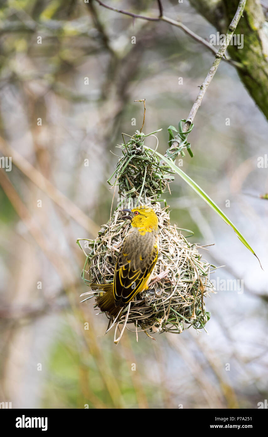Female black-headed weaver bird building a nest. Stock Photo