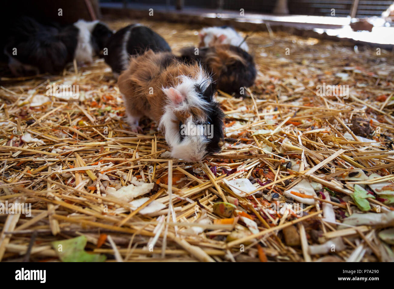 Image showcasing Guinea pigs sniffing hi-res stock photography and images - Alamy