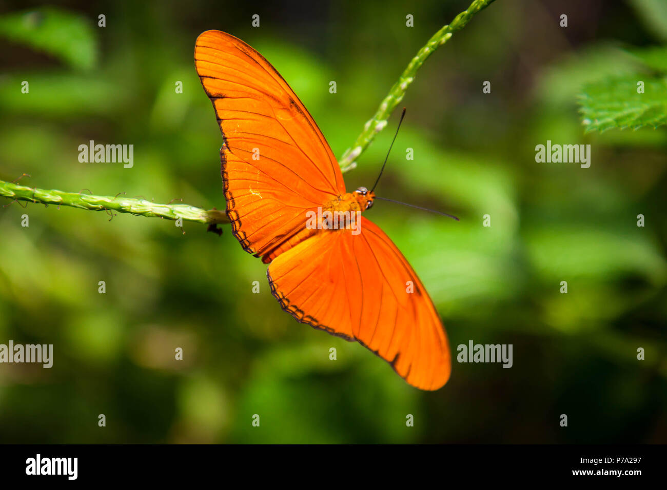 Orange butterfly sitting on a leaf with open wings Stock Photo - Alamy