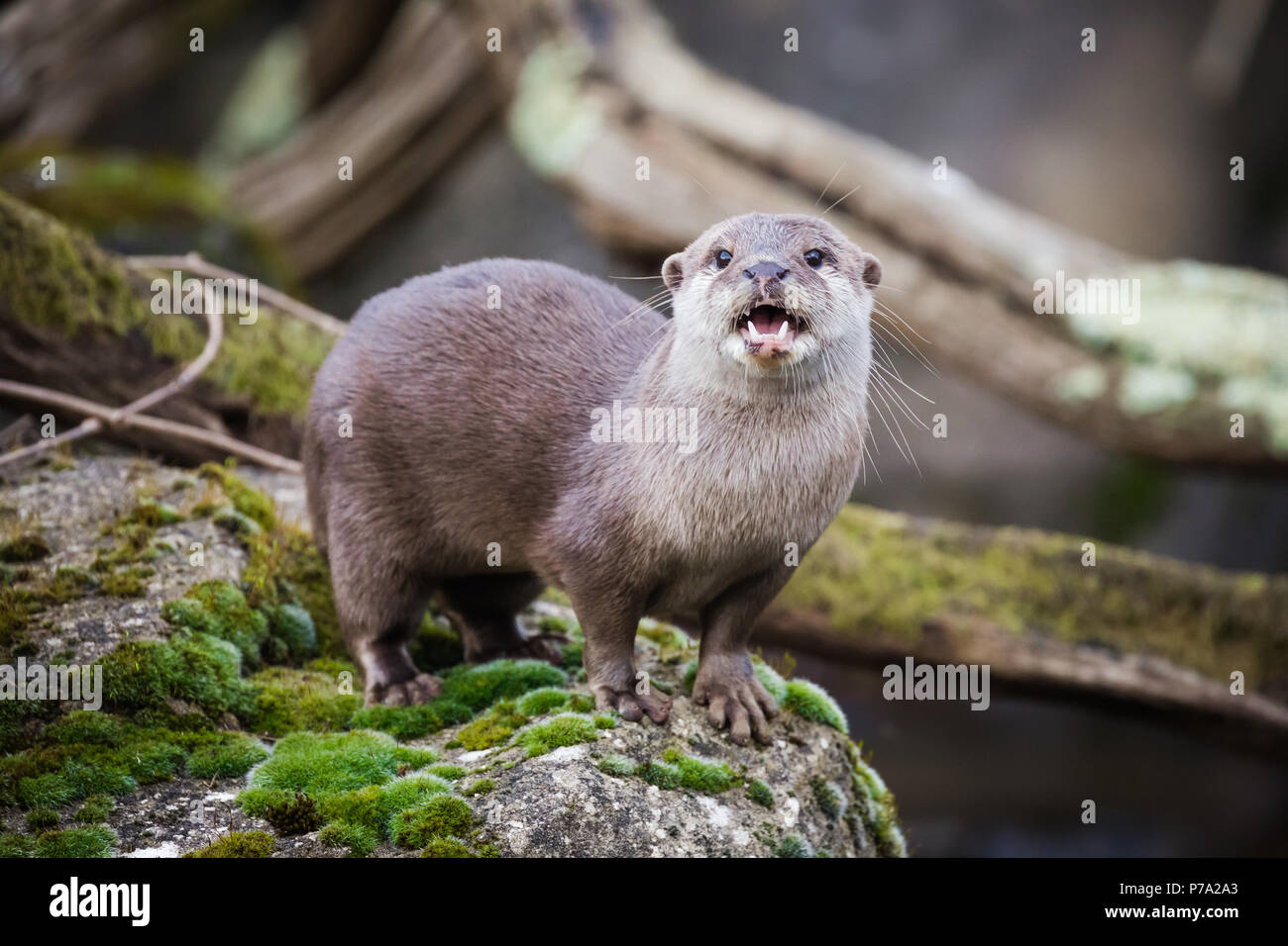 Oriental small-clawed otter standing on the riverbank. This is the smallest otter species in the world and is indigenous to the welands of South and S Stock Photo