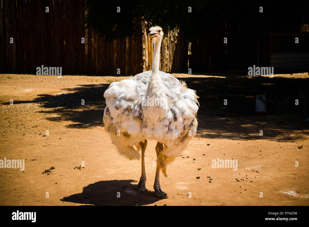 An albino ostrich at an ostrich farm in Oudshoorn, South Africa. Stock Photo