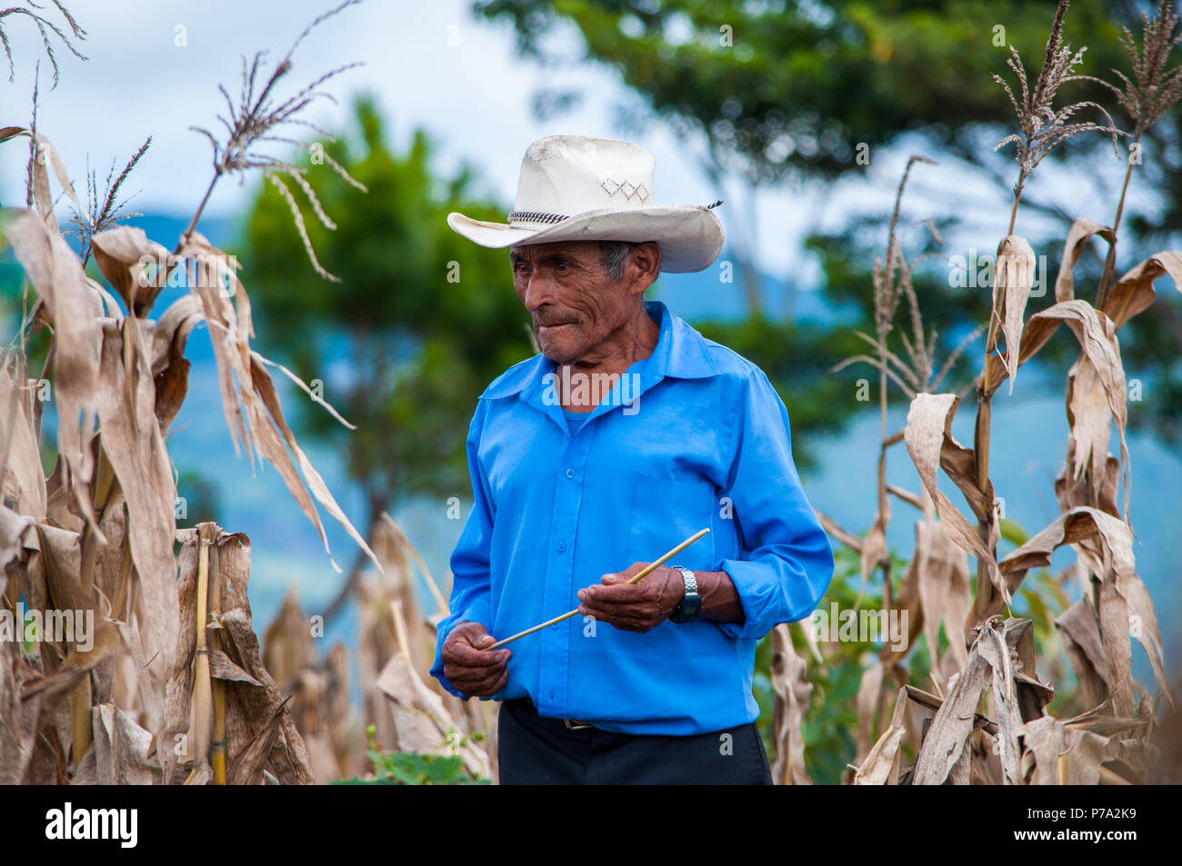 Campesino en la sierra de Chiapas. Estos campesinos mezclan el cultivo de maíz con otros cultivos forestales Stock Photo