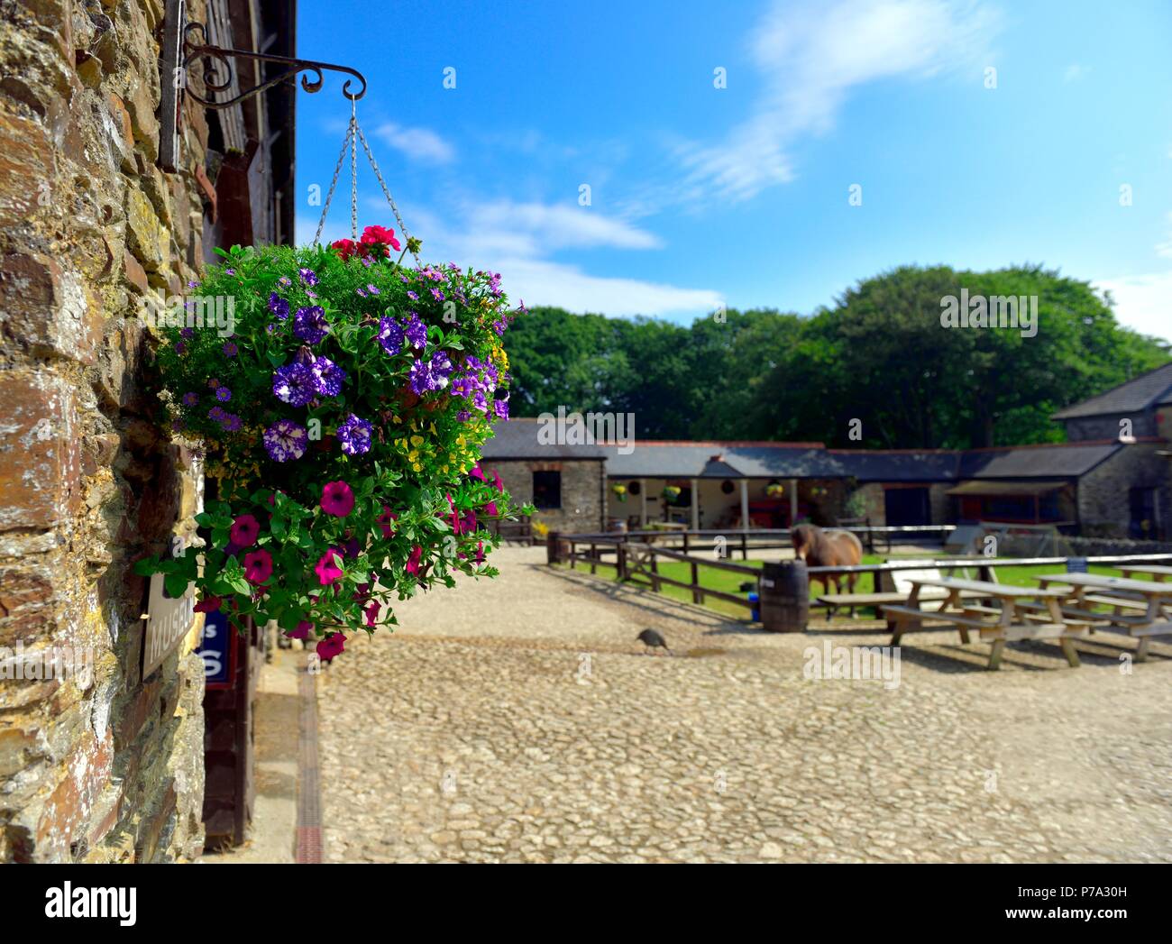Animal farm courtyard, Healeys Cornish cider Cyder Farm,Penhallow