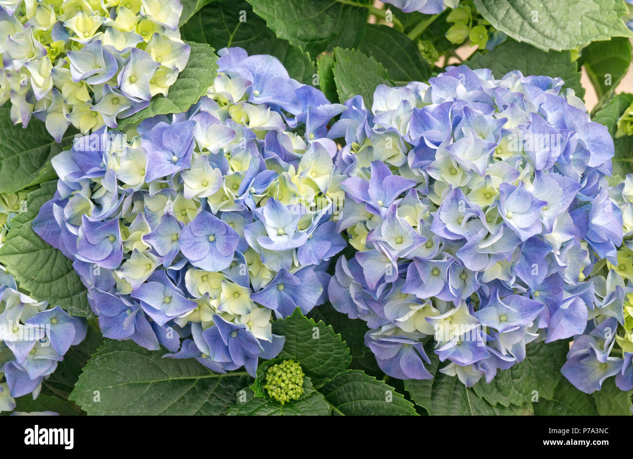 Beautiful hydrangea flower background Stock Photo - Alamy