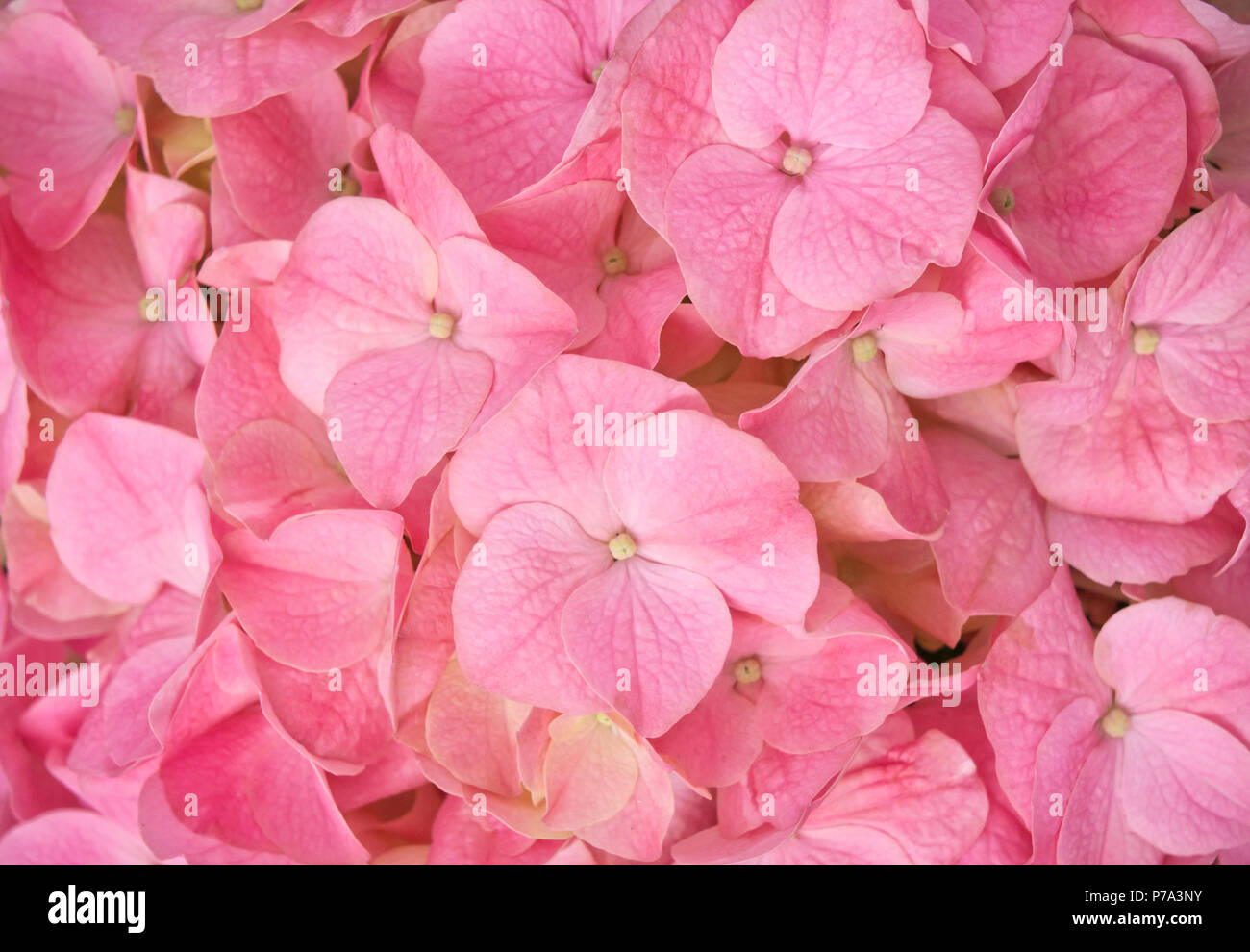 Beautiful hydrangea flower background Stock Photo - Alamy