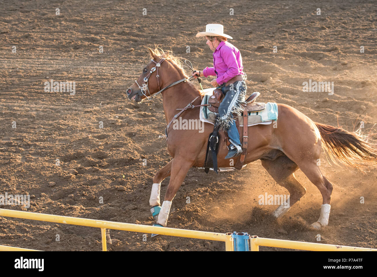 A cowgirl races her horse around a barrel during a barrel racing competition at the Airdrie Pro Rodeo. Stock Photo