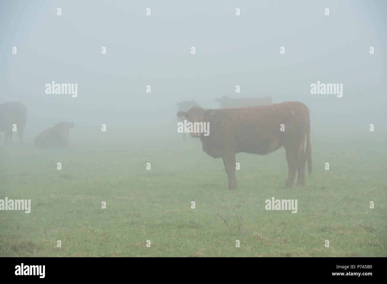 cows in the mist Stock Photo