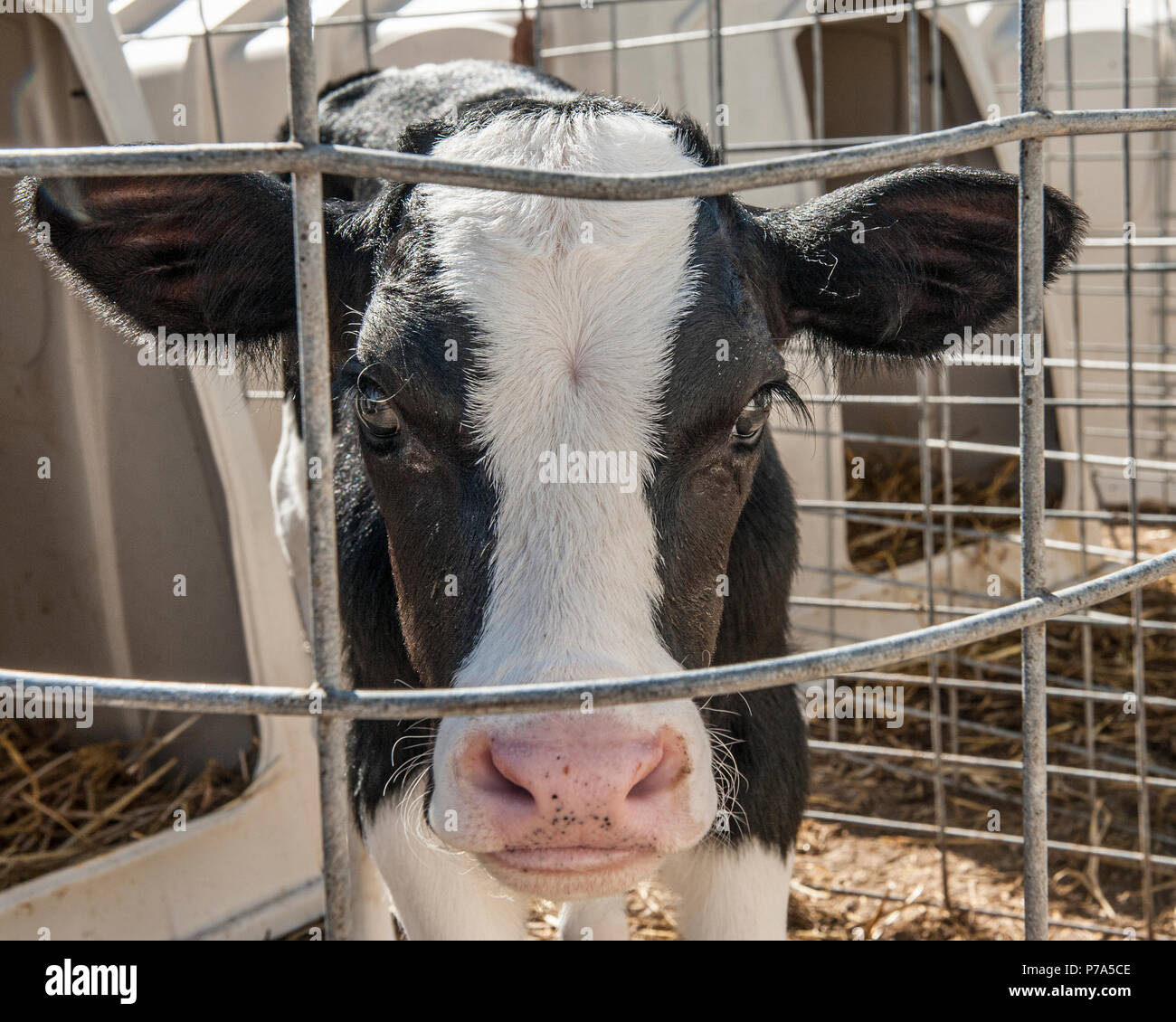 veal calf Stock Photo