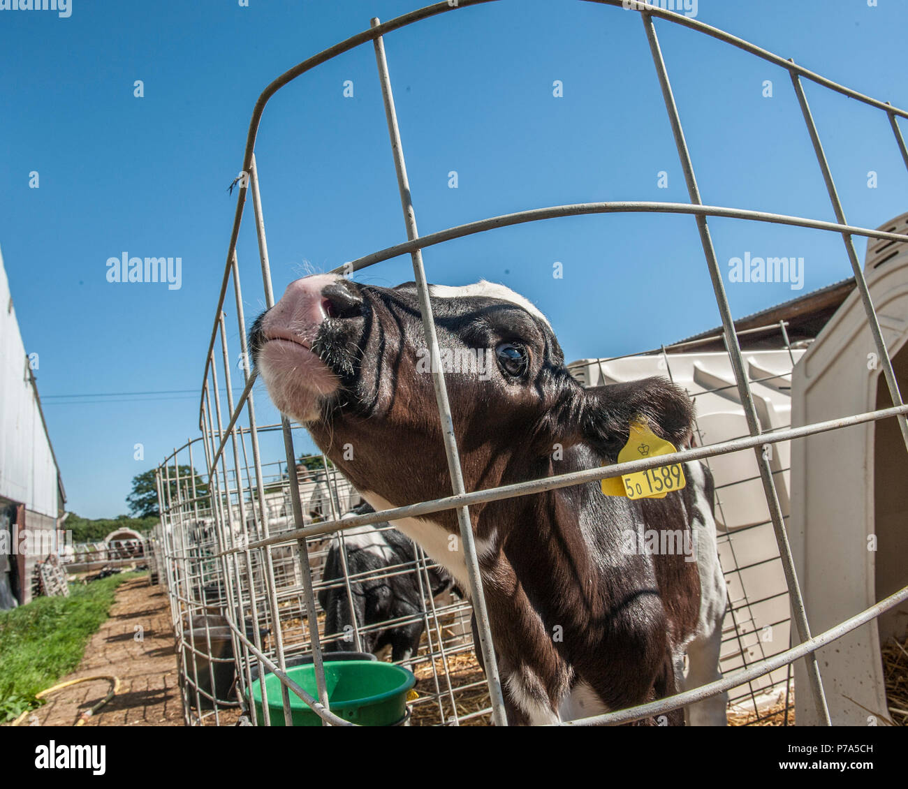 veal calf Stock Photo