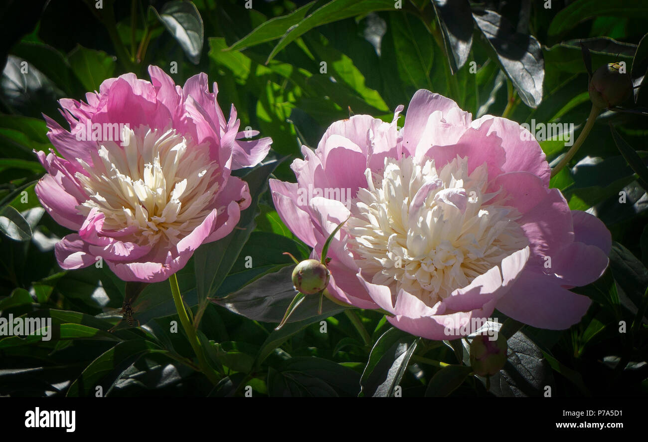 Common peony Calgary Alberta Canada Stock Photo Alamy