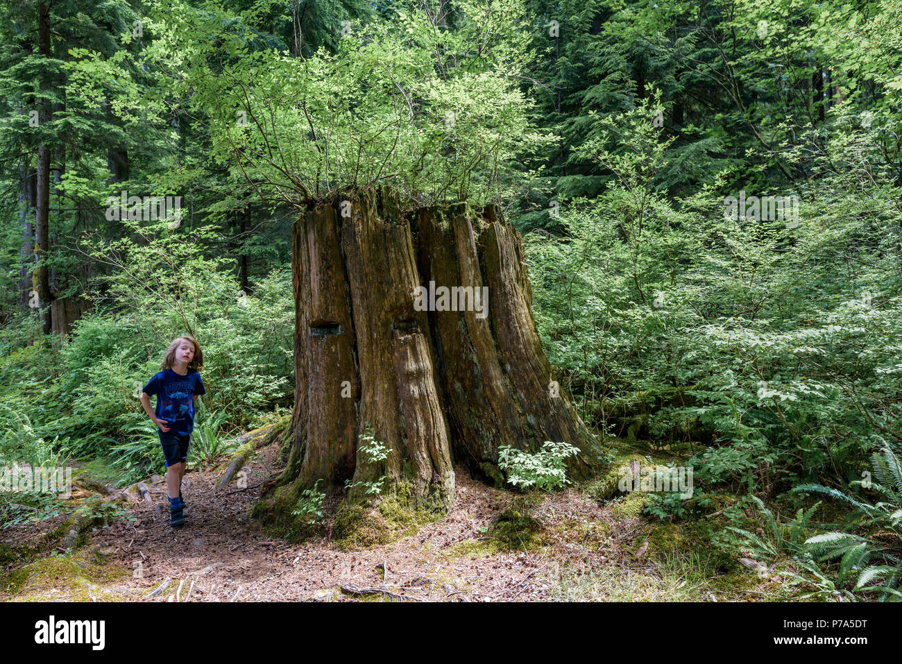 Young boy near old nurse stump, Buntzen Lake Recreation Area, near Anmore, British Columbia