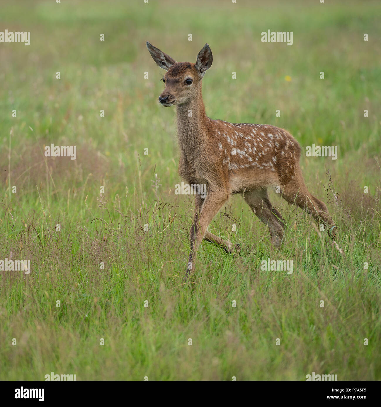 red deer calf Stock Photo