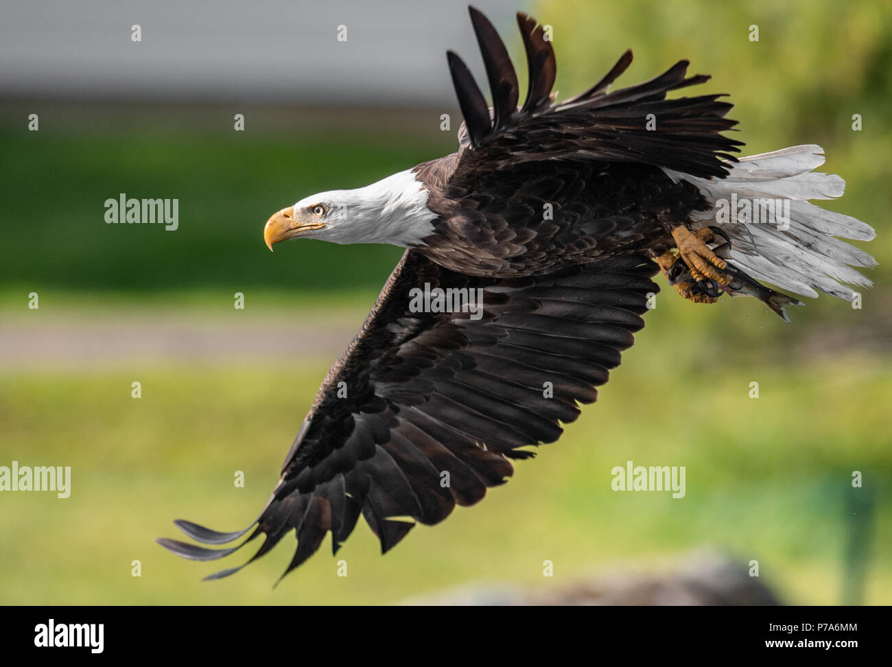 Bald Eagle Hunting Stock Photo Alamy