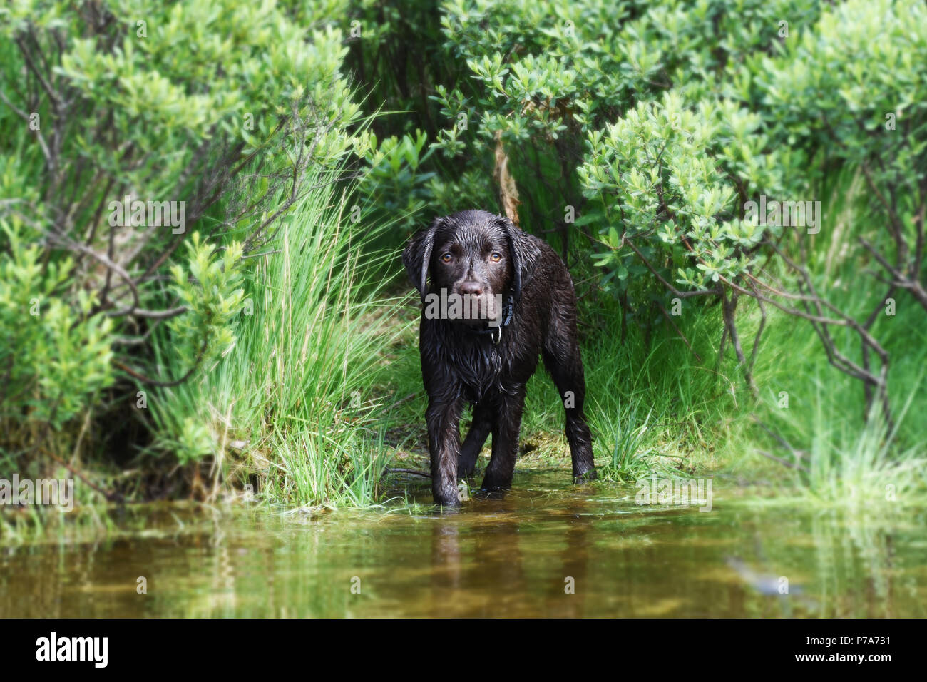 Brown labrador retriever puppy dog scared of swimming in the water Stock Photo