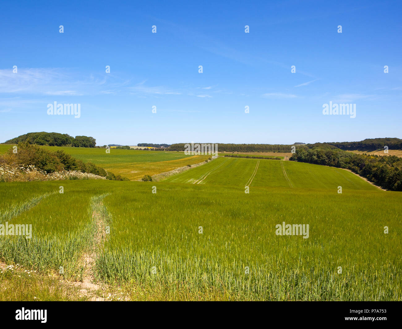 an upland green barley crop with hedgerows woodland and tyre tracks in the Yorkshire Wolds near Warter under a blue sky in Summer Stock Photo