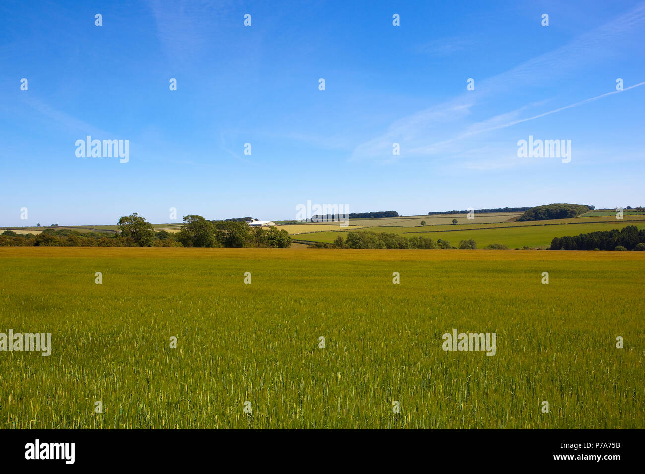 a ripening green barley crop with hills and woodland near Warter in the Yorkshire Wolds under a blue sky in Summer Stock Photo