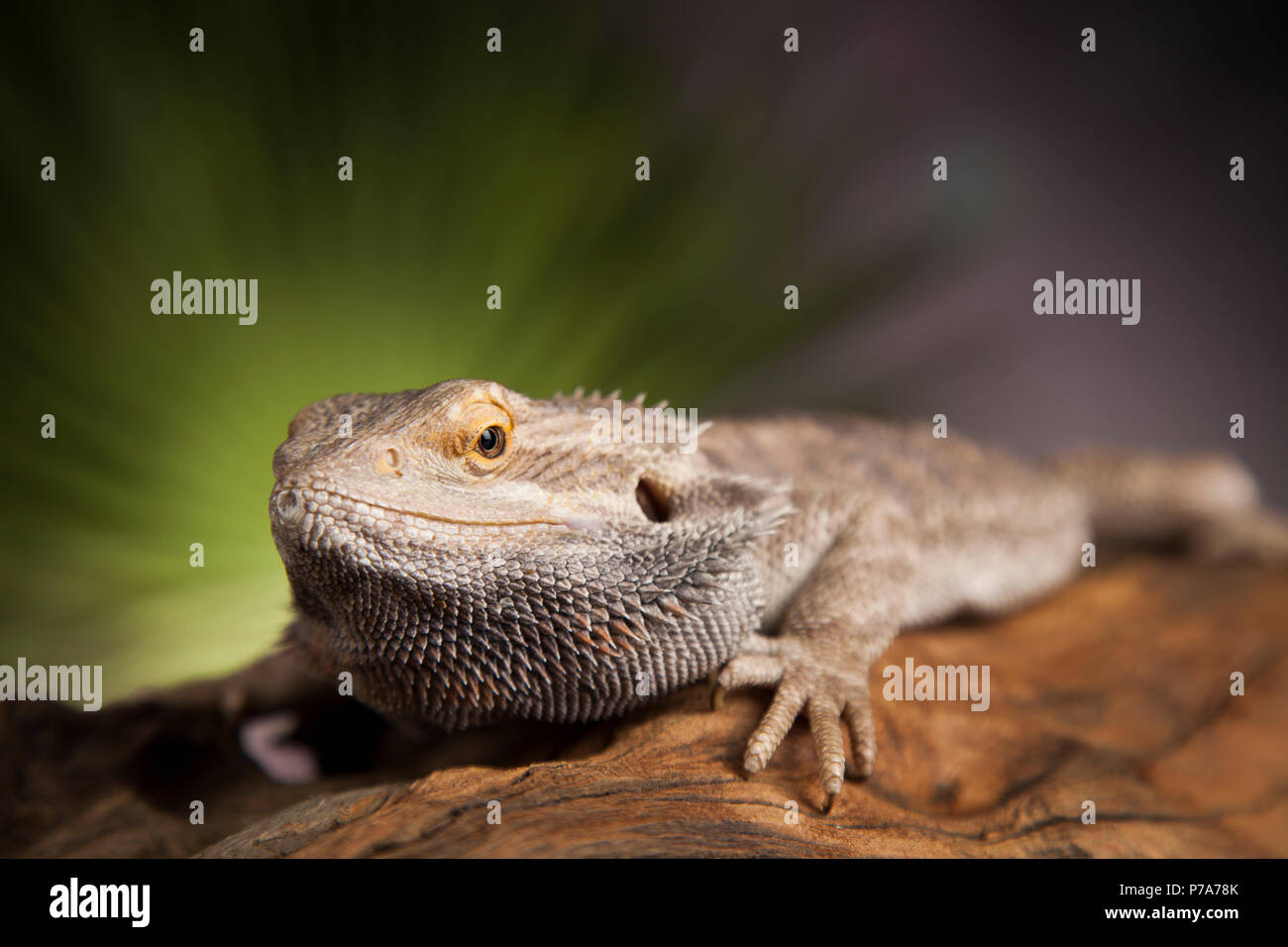 Root Bearded Dragon, Agama Lizard Stock Photo - Alamy